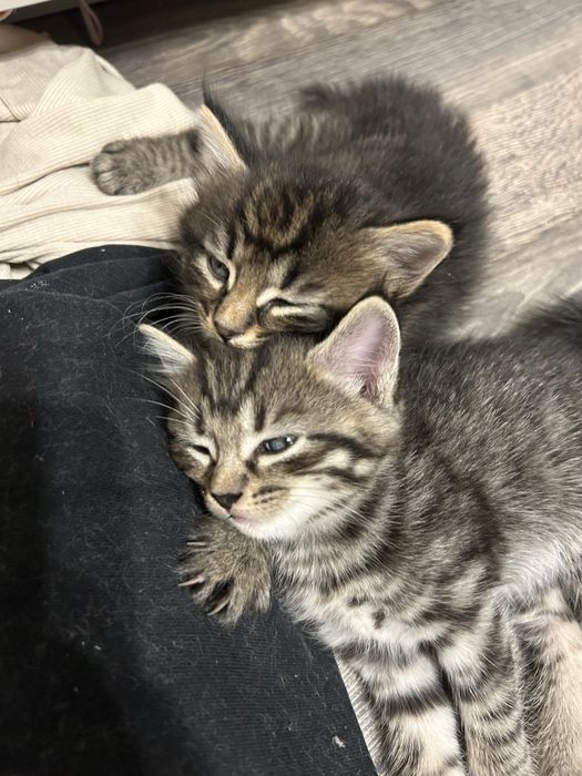 продам котят плродистых