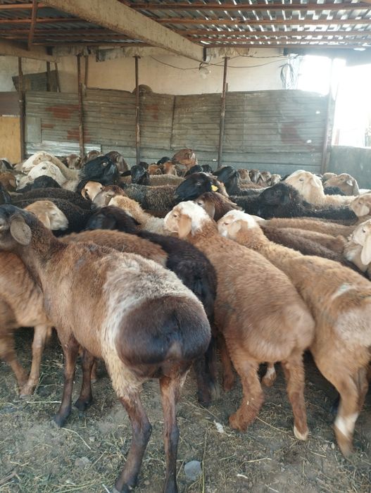 Кой Қой Бараны Алматы