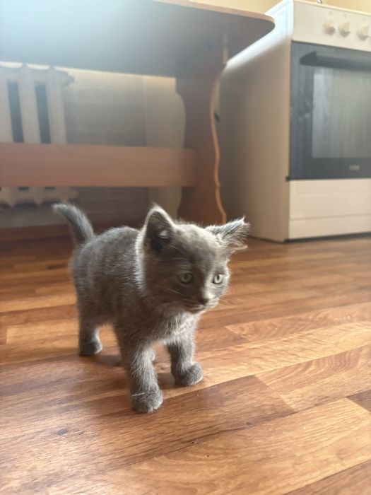 Отдаю котят. 6 недель