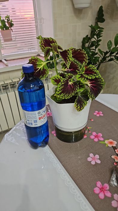 Комнатные цветы комнатные цветы