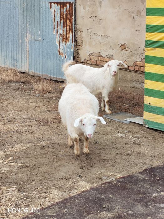 Ешкілер сатылады екеуін 65