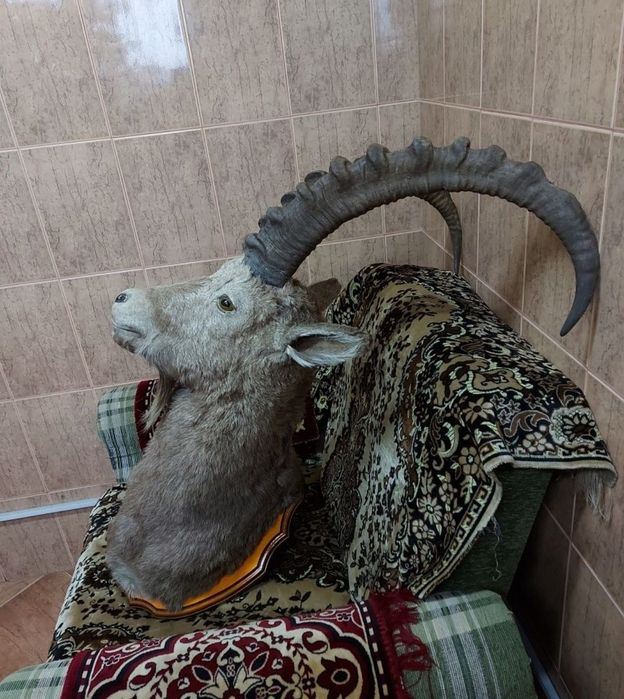 Продам чучело горного козла ТЭК