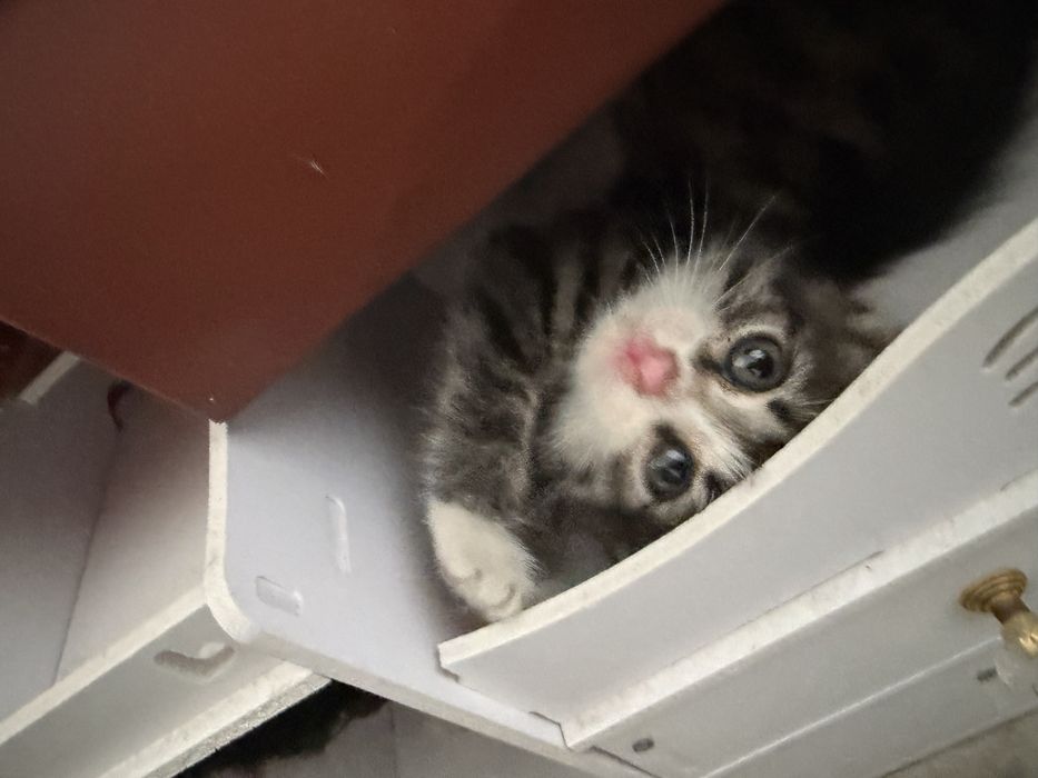 срочно!! отдам котенка !!