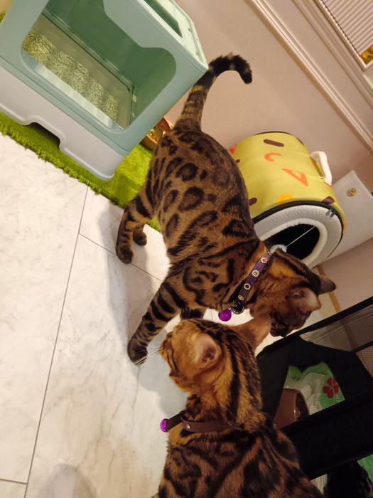 Бенгал мушуги болалари тоза зотли