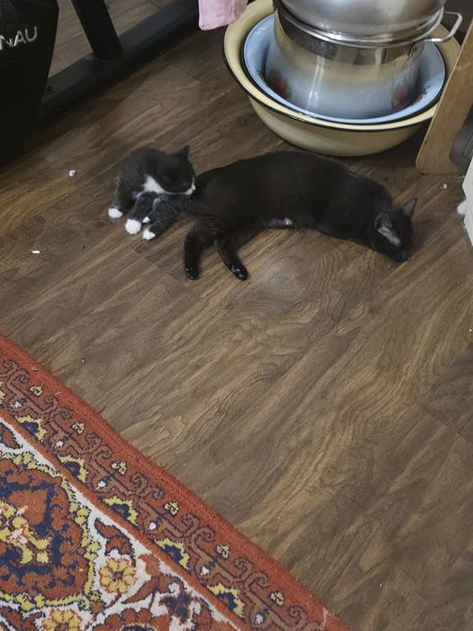 Котята красивые игривые будущие крысоловы