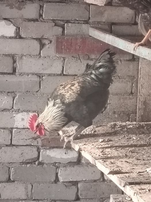 Продам петухов...