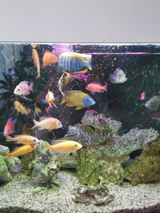 Продавам цихлиди