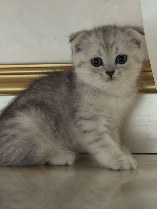 Шотландский вислоухий котёнок (Scottish Fold) серебристого окраса