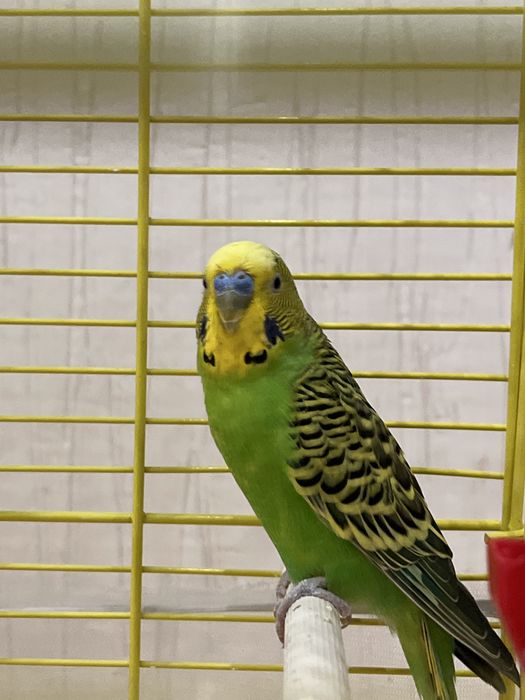 отдам попугая в добрые руки
