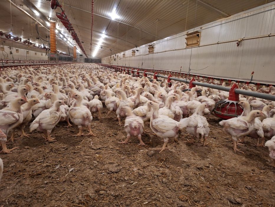 Vând puii de carne și rasa mixta