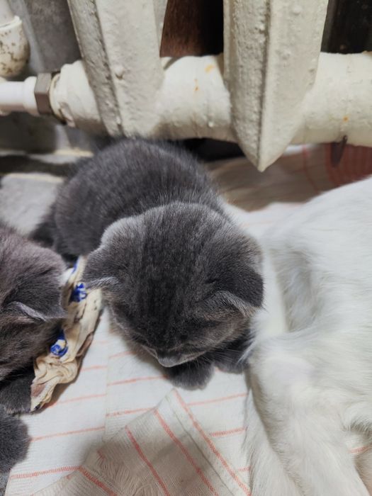 Бир ойлик мушук сотилади