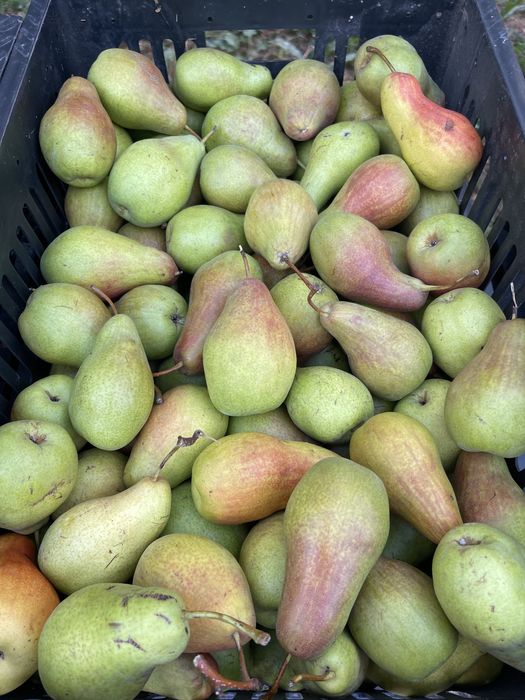 Продам Груши талгарка