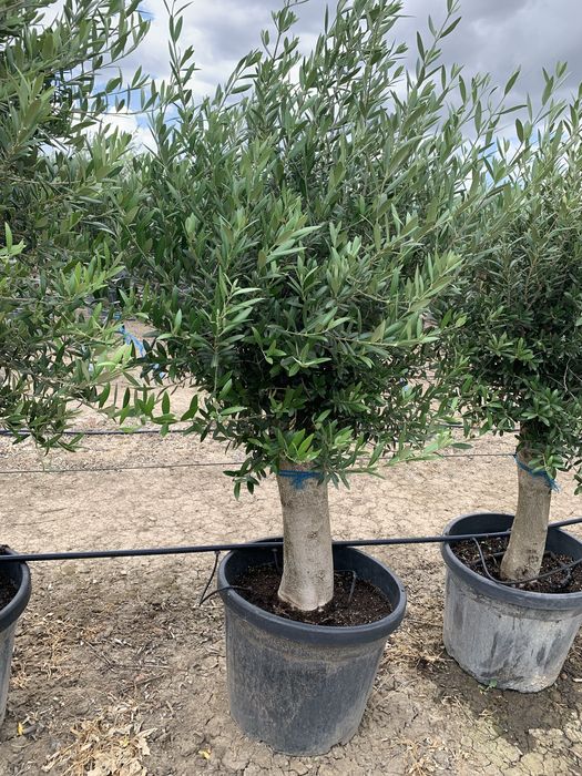 Maslin Olea Europaea pe rod