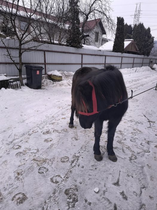 Vând poneita tanara