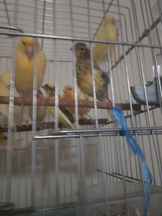 Канарейкаларимиз сотилади