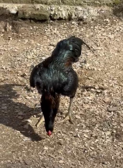 Продается бойцовый петух