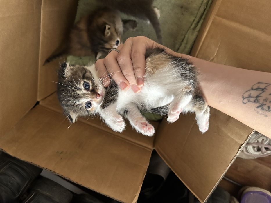 Отдам котят в добрые руки