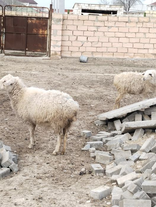 Сатылады Барашки