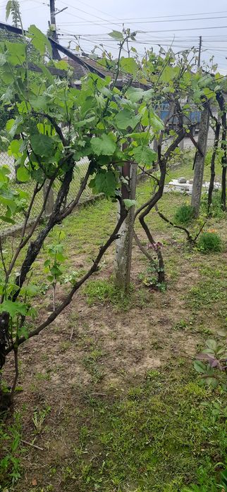 Продава се къща в град Тутракан