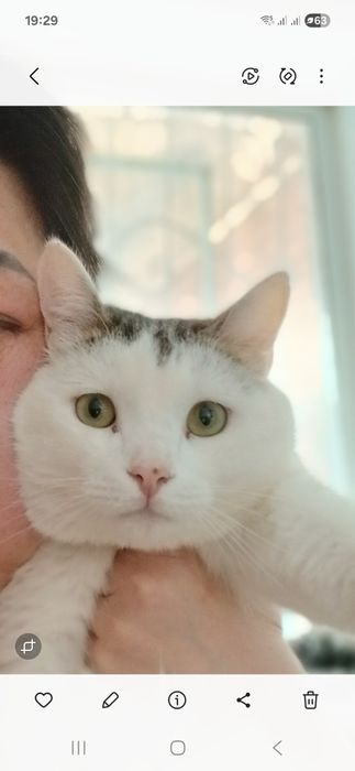 Крысолов молодой , кастрат