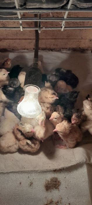 Цыплята суточные .