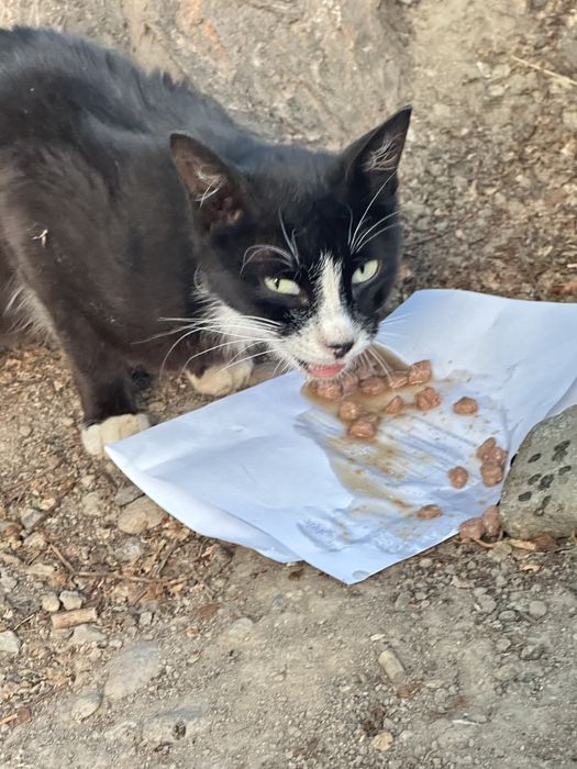 Котик живет во дворе