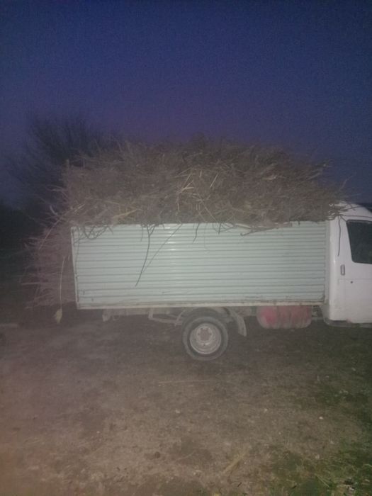 O‘tin sotiladi.  Olma shoxlari. Quruq