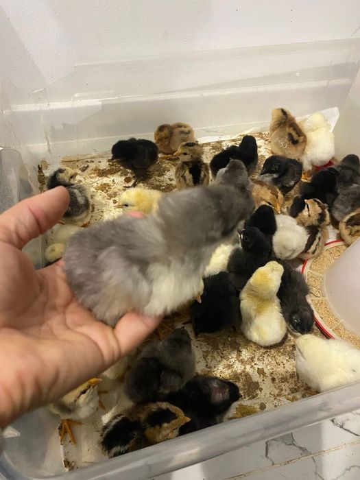 Vand pui de 1 zi dar si de 7 zilede la gaini Curcubeu