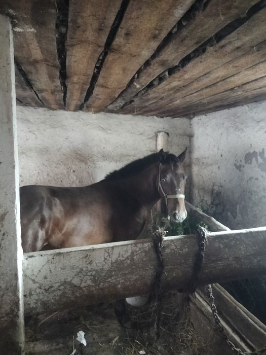 Асаламуалекум. Продам тая