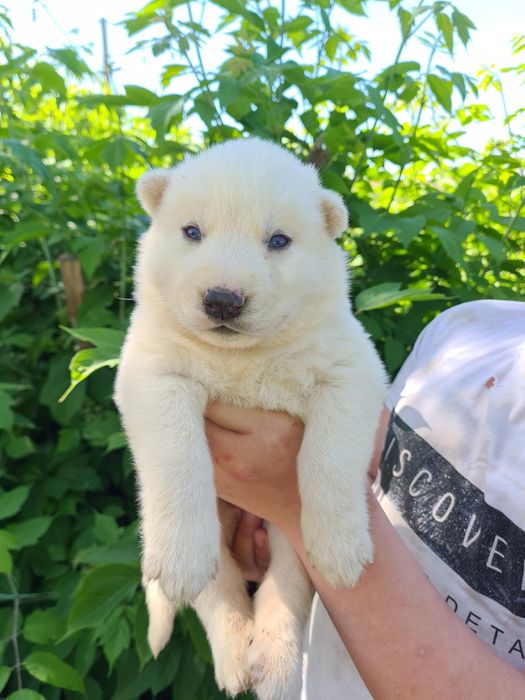 Продам щенков сибирской хаски.