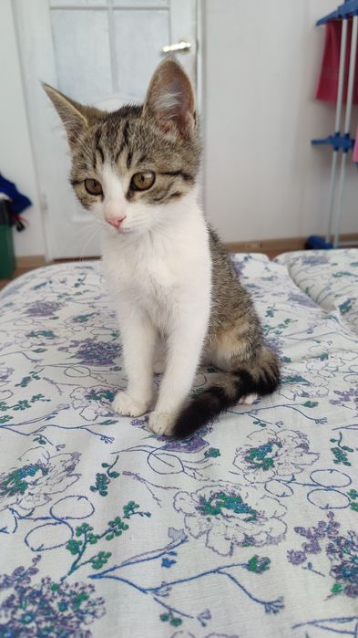 Отдам в добрые руки кошечку