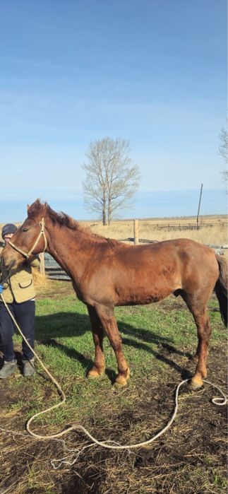 Жеребец 5-6 лет обученый