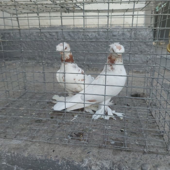Гулбадам двух чуби самец самка