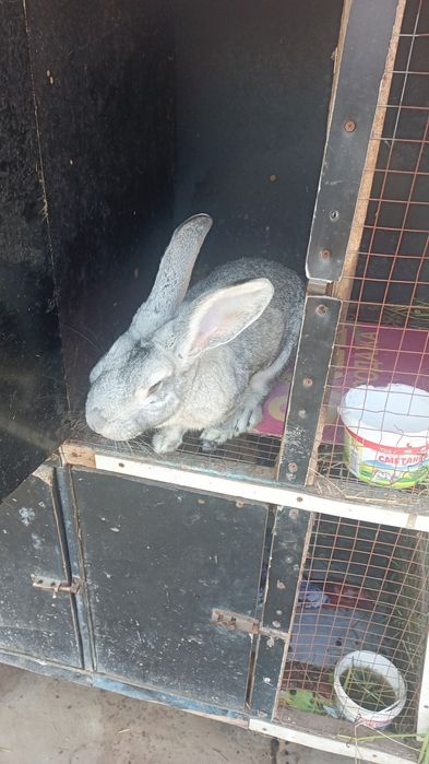 Продаю кролика шиншилла самец