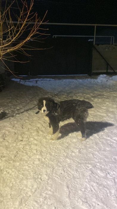 Продам чистого алабая