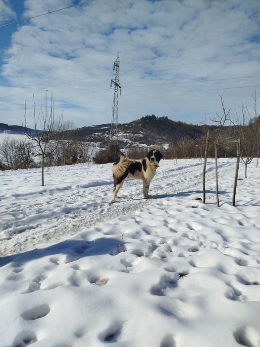 Donez pentru iubitori de animale