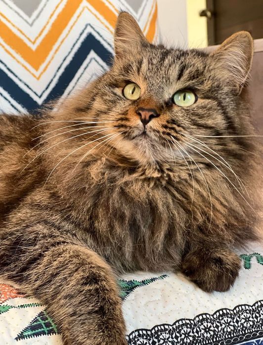 Сибирские малыши