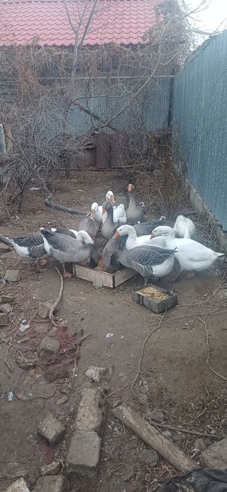 Продам домашние гуси