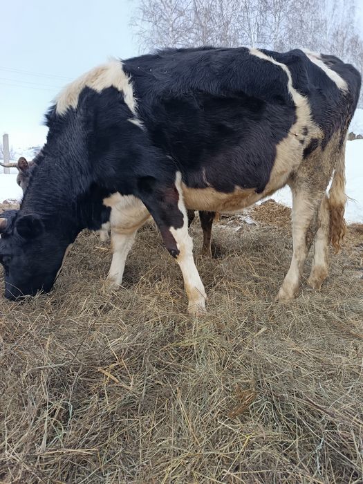 Продам нетель голоштинской породы