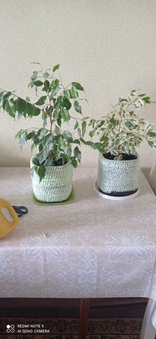 Увлечения,хобби ,цветы комнатные.