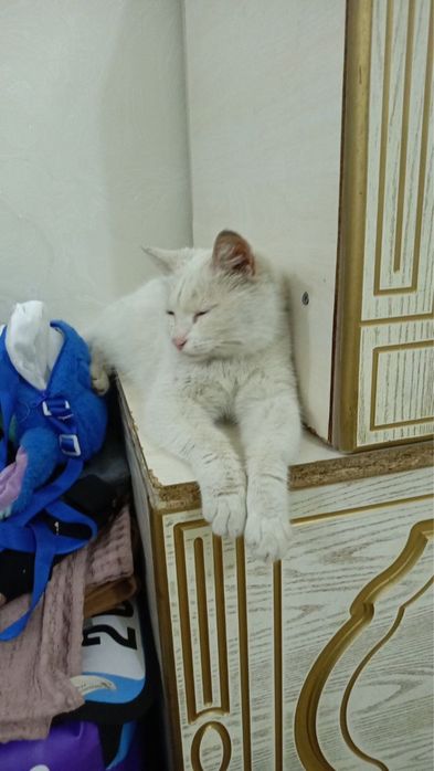Qiz bola uy mushugi chiroyli aqlli hadyaga beriladi