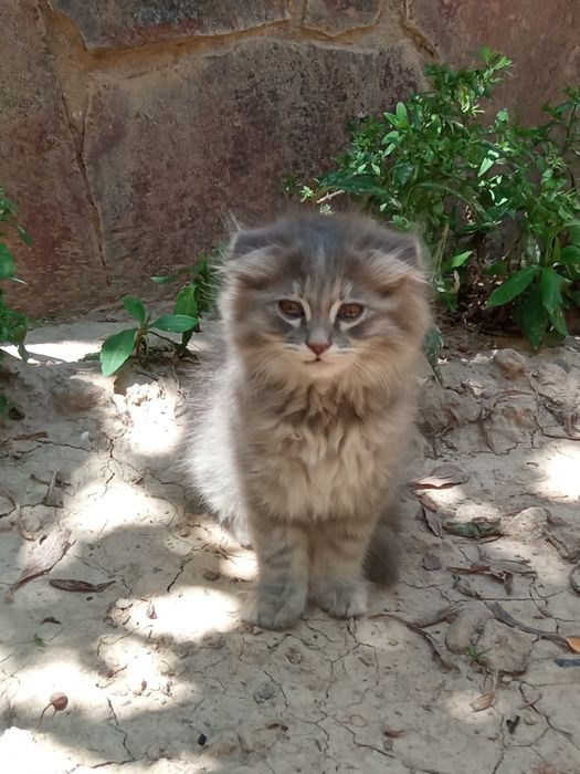 Вислоухий котенок