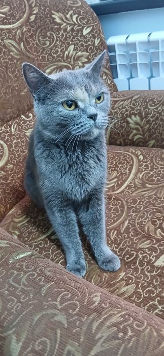 britanska kratkodlaka qiz bola