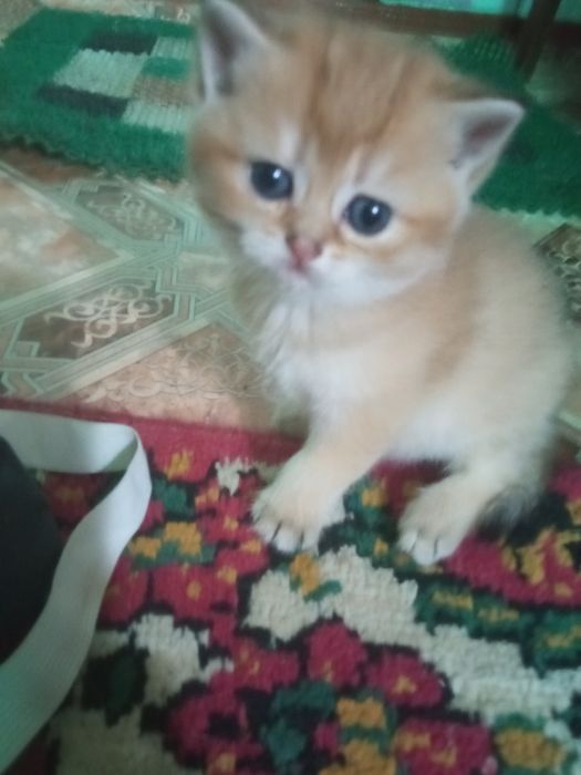 Котята   британцы золото шиншиллы