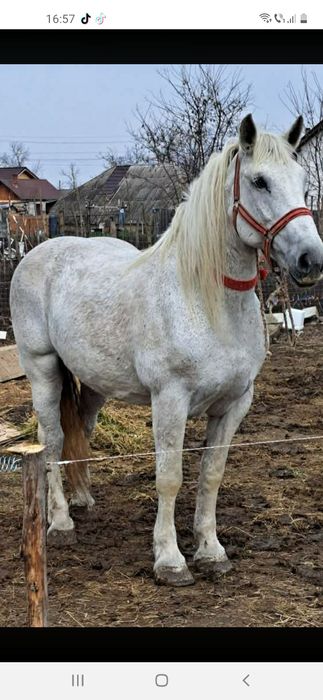 Iapă grea de vînzare