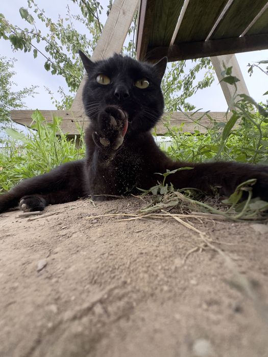 Отдам котика в добрые руки !