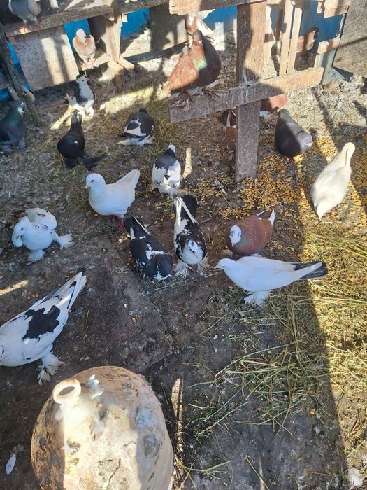 Vand porumbei incaltati si voiajori.