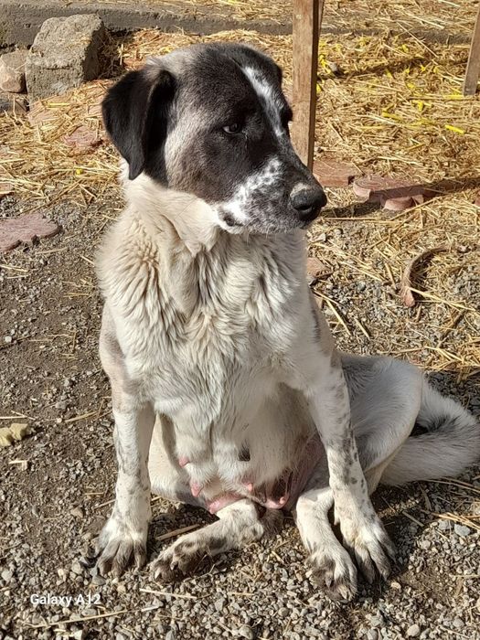 Alabay bolasi sotiladi