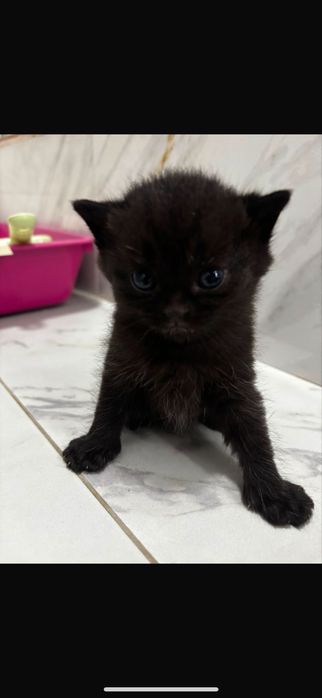 Отдаём Тиффи вместе с её котёнком в добрые руки!