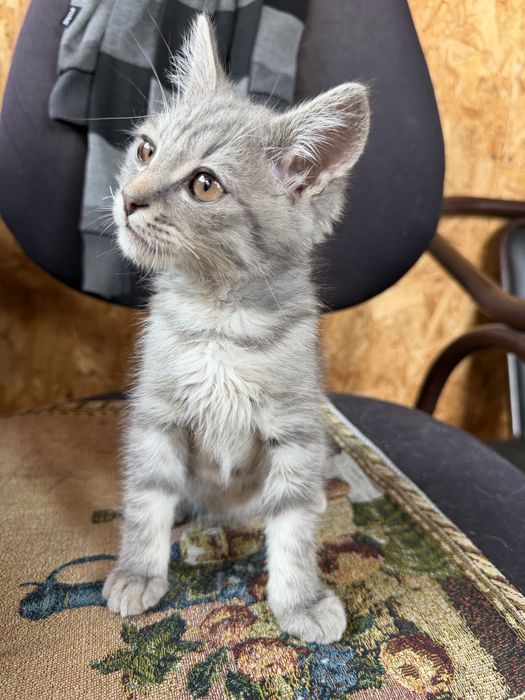 Отдам котят в добрые руки